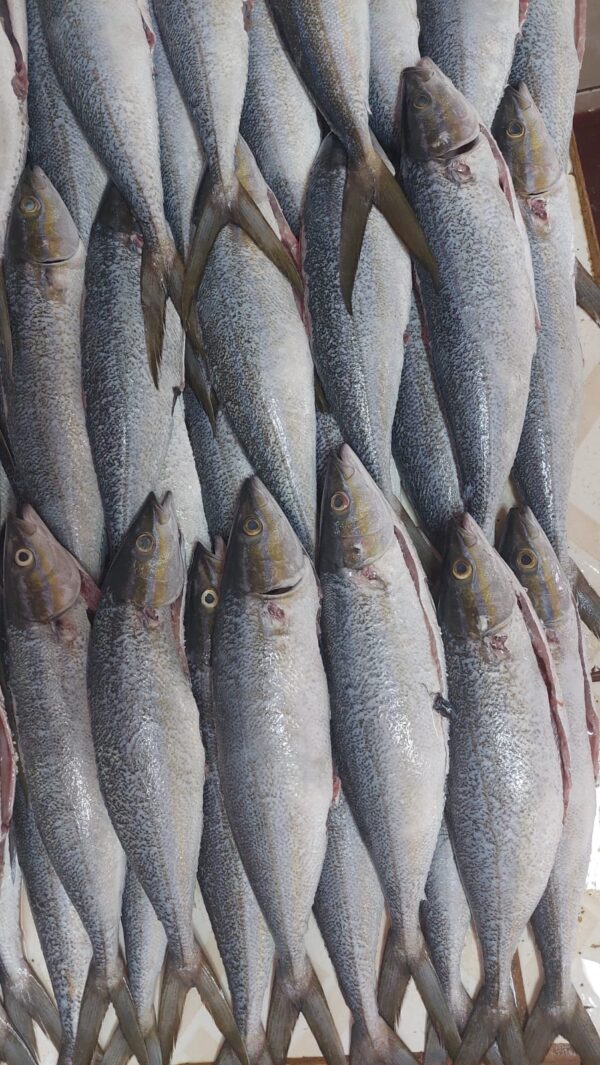 Salmon Fillets - Image 4